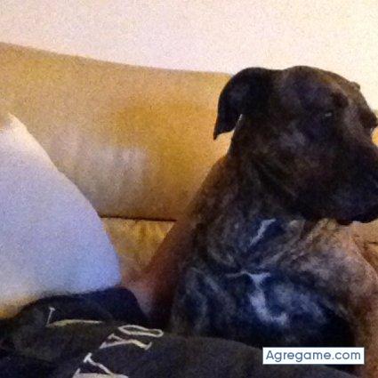 Bicicleta chico soltero en Almassora