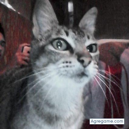 OrlandoGHK chico soltero en Manzanares