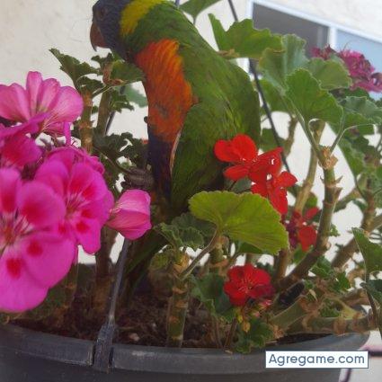 Tiburonsin1 chico soltero en Oceanside