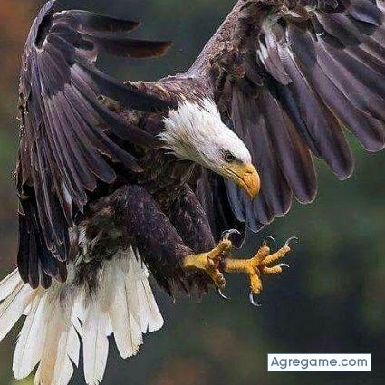 Azulejotor chico soltero en 