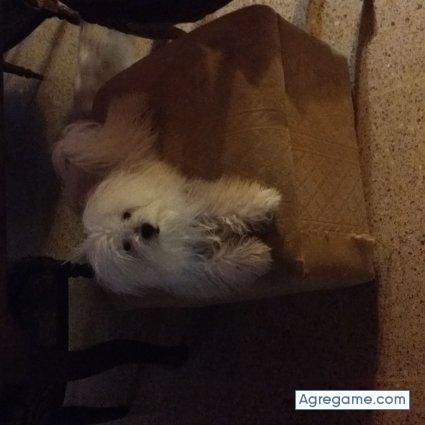 roge22 chico soltero en Hasenkamp