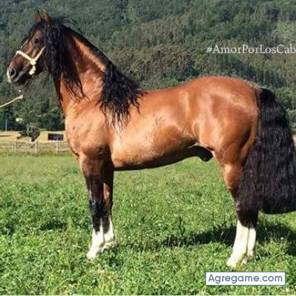 334455 chico soltero en Temuco