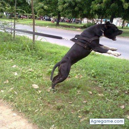 toretosanchez chico soltero en Siuna