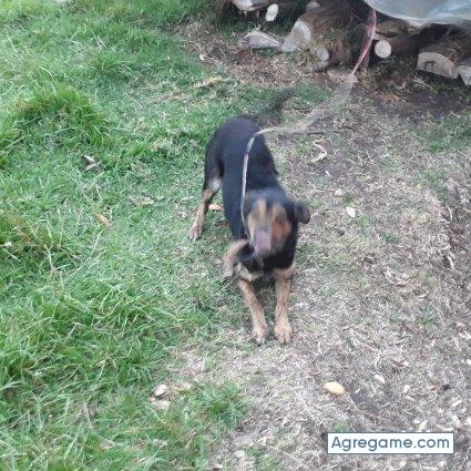 Andesolo chico casado en Chía
