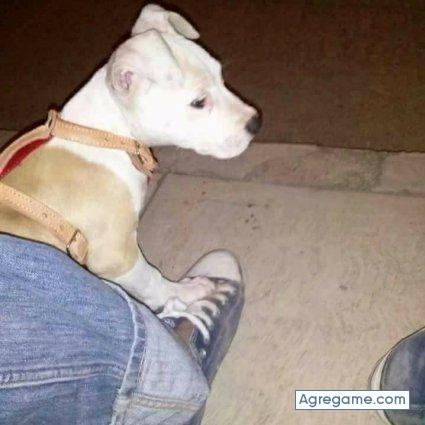 noalp chico soltero en Wilmington