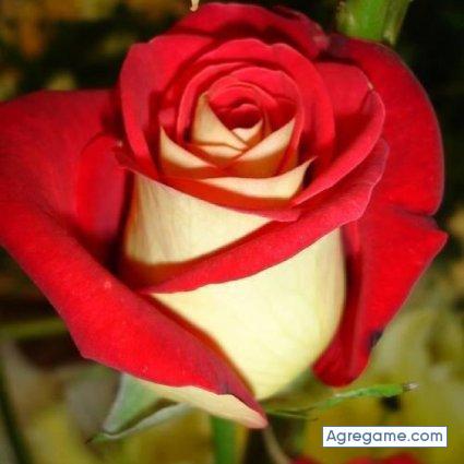 ALAN11111 chico soltero en 