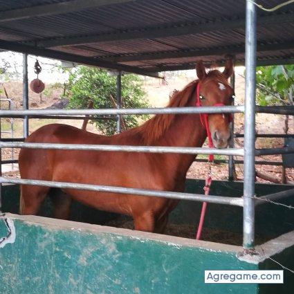 saile17 chico soltero en Macaracas