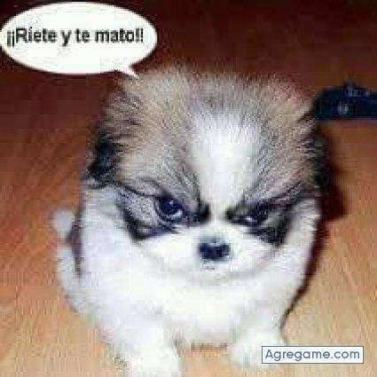 chapimpollo chico soltero en Roseville