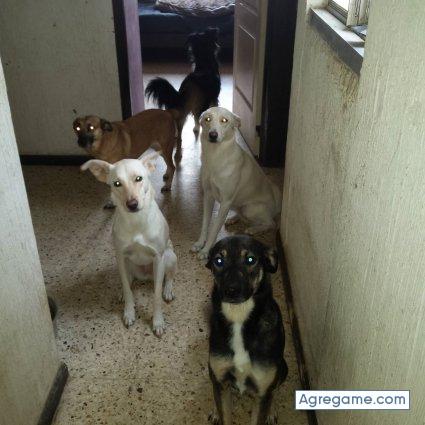 ivangerardo6351 chico soltero en Celaya