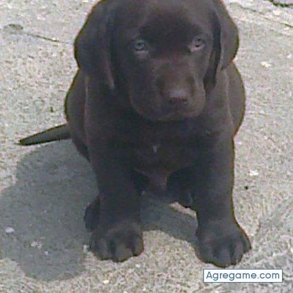 090682 chico soltero en Yajalón