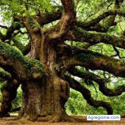 corveran chico soltero en Capitán Pastene