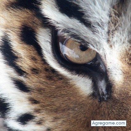 Mannymannuelle chico soltero en Paterna De Rivera