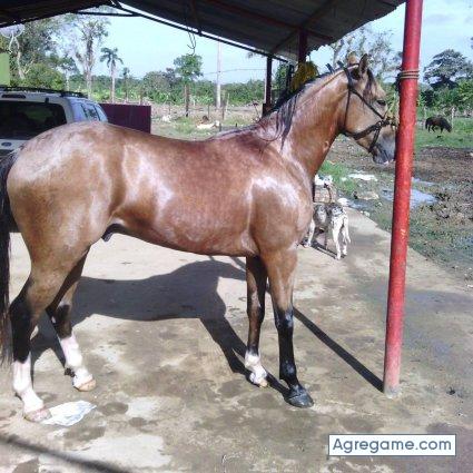 jesusgil3988 chico soltero en Santo Domingo