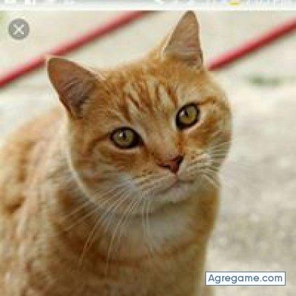 robertomora5966 chico soltero en Plano