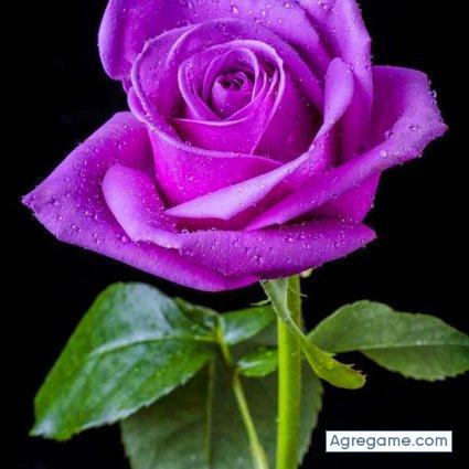 elchinocar chico soltero en Maracay