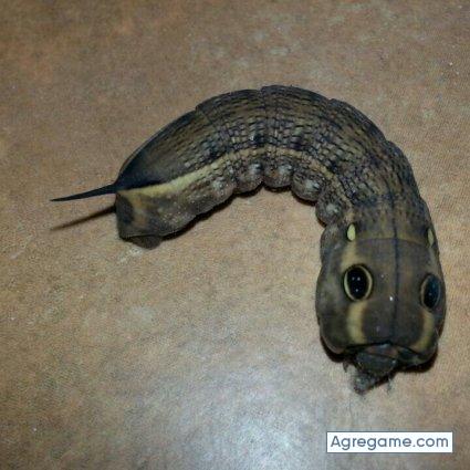 pep39 chico soltero en Elche