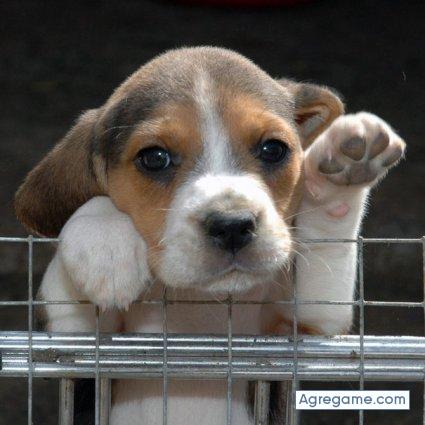 juansebastian3994 chico soltero en Calahorra