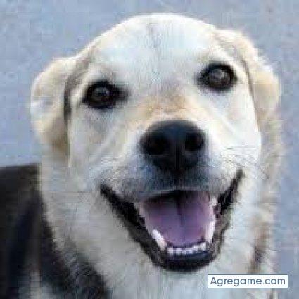 SantiagoLi chico soltero en Lima