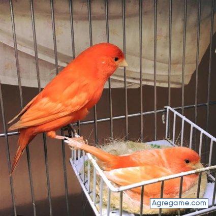 agustincorderode chico soltero en Bujalance