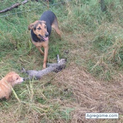 Liion chico soltero en Eduardo Castex