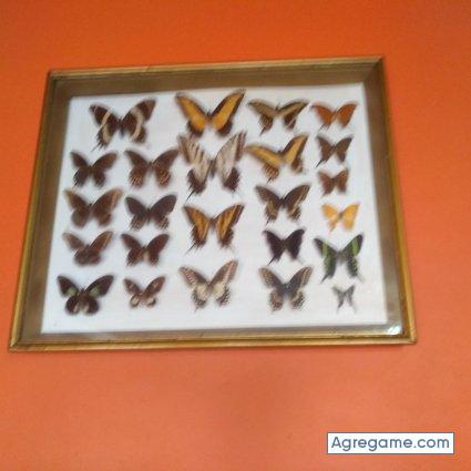 Apantro chico soltero en Tuxtla Chico