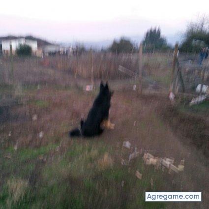 solitario2635 chico soltero en María Pinto