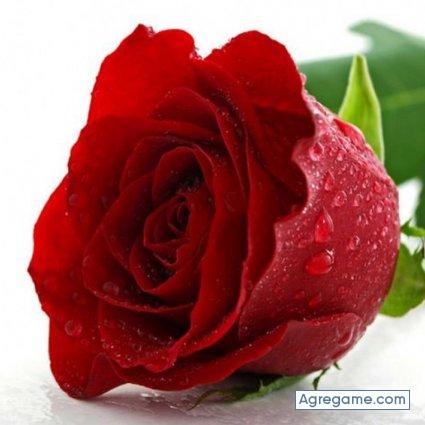 zopelle chico soltero en L'Ametlla De Mar