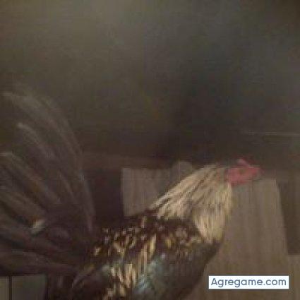 wilmerhunverto chico soltero en Guarne