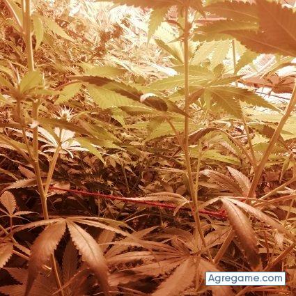 Felipenew chico soltero en Viluco