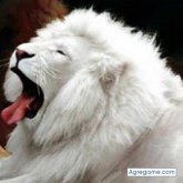 amgigh chico soltero en Manzanillo