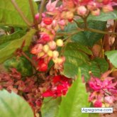 Chatear con Peyer134859 de Jenesano