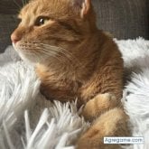 Busco hacer amistades.