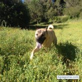 PIDRA00 chico soltero en Sant feliu de codines