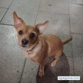 Tete75 chico divorciado en Cornella de llobregat