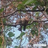 Maringrande chica soltera en El Salvador