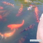 Chatear con adrianquelebra de Capital Federal