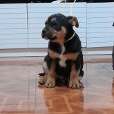 Busco pareja. Deseo amigos profesional.