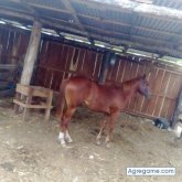 Capmi150774