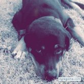 Eddylantiguazapata chico soltero en Sabana Grande De Boyá