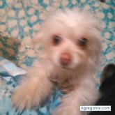 soriahumberto chico soltero en Tlaquepaque