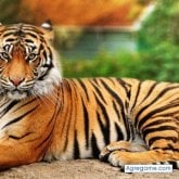 Negociante. Una chica en sus viente de