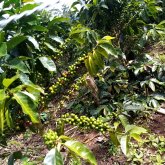 Busco pareja. Conocer a alguien.