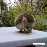 niputaidea chico soltero en Sevilla