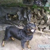 susana693 chica divorciada en Capitán Sarmiento