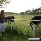 PAPILOKO chico soltero en Carúpano