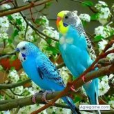 Jesep chico soltero en Venustiano Carranza