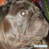 hectordelgado3515 chico soltero en Iguala De La Independencia