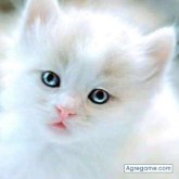 isakhalil chico soltero en 