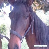 Silvestre Cardona