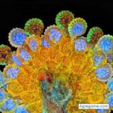 nelson301989 foto #23